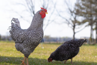 Breed Profile: Dominique Chicken